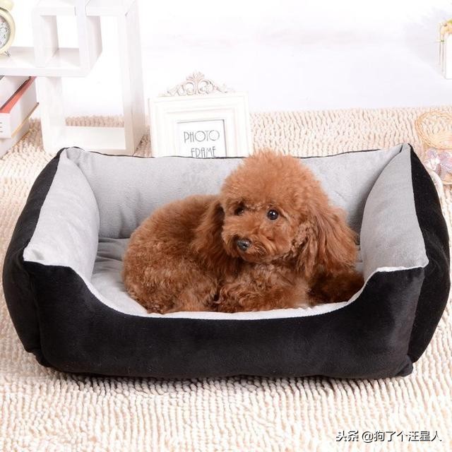 泰迪犬的寿命能达到20岁吗,泰迪犬未生育会影响寿命吗