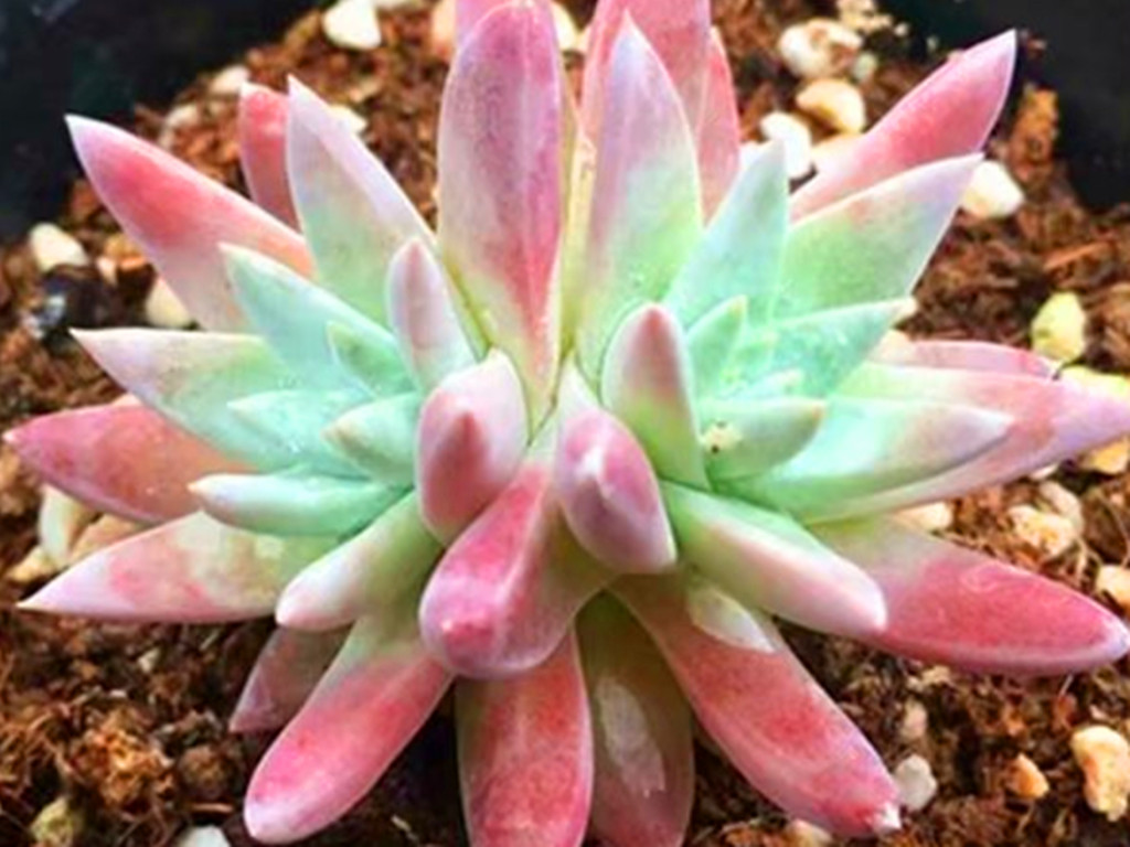 多肉小苗不值钱,多肉贵货夏天怎么养