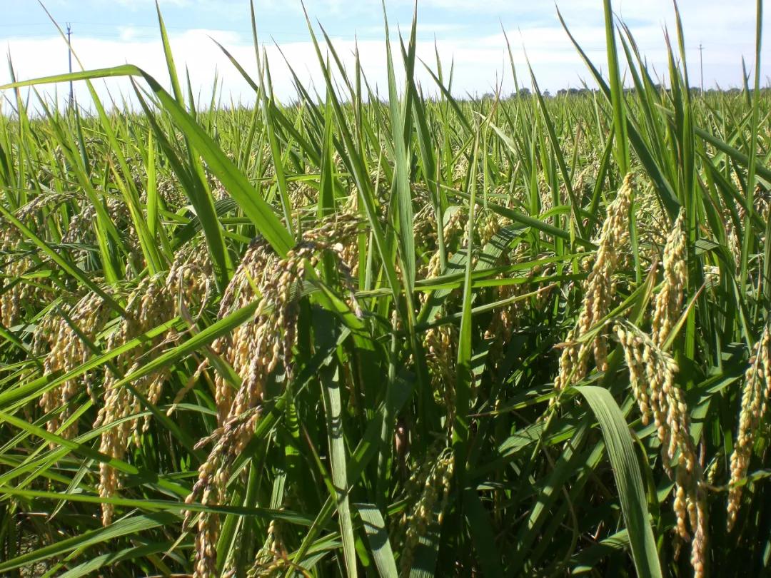 天津市黄庄洼米业有限公司,天津黄庄洼米业有限公司