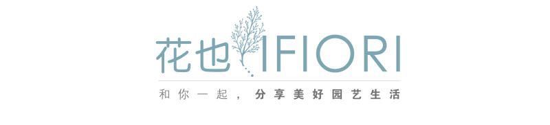 铁线莲卖家推荐,推荐靠谱的铁线莲店铺