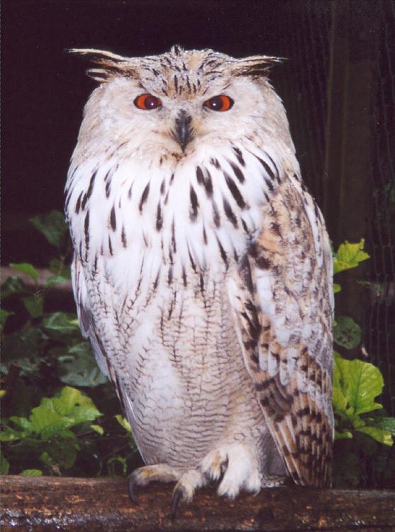 东江揽胜:收集常见鸟类图谱之猛禽篇,摄鸟人自留地,建议收藏