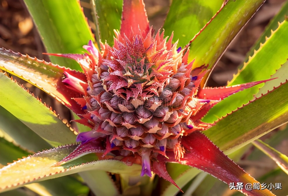 种菠萝的头如何才能长出新的菠萝,怎么不用买菠萝种子就能种大菠萝