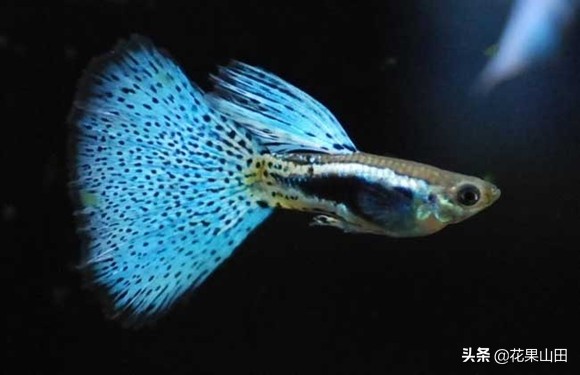 什么情况下给孔雀鱼剪尾巴,孔雀鱼剪尾以后如何养护