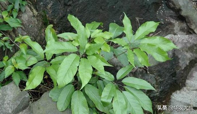 广东凉茶里面都有哪些东西,广东凉茶主要是什么