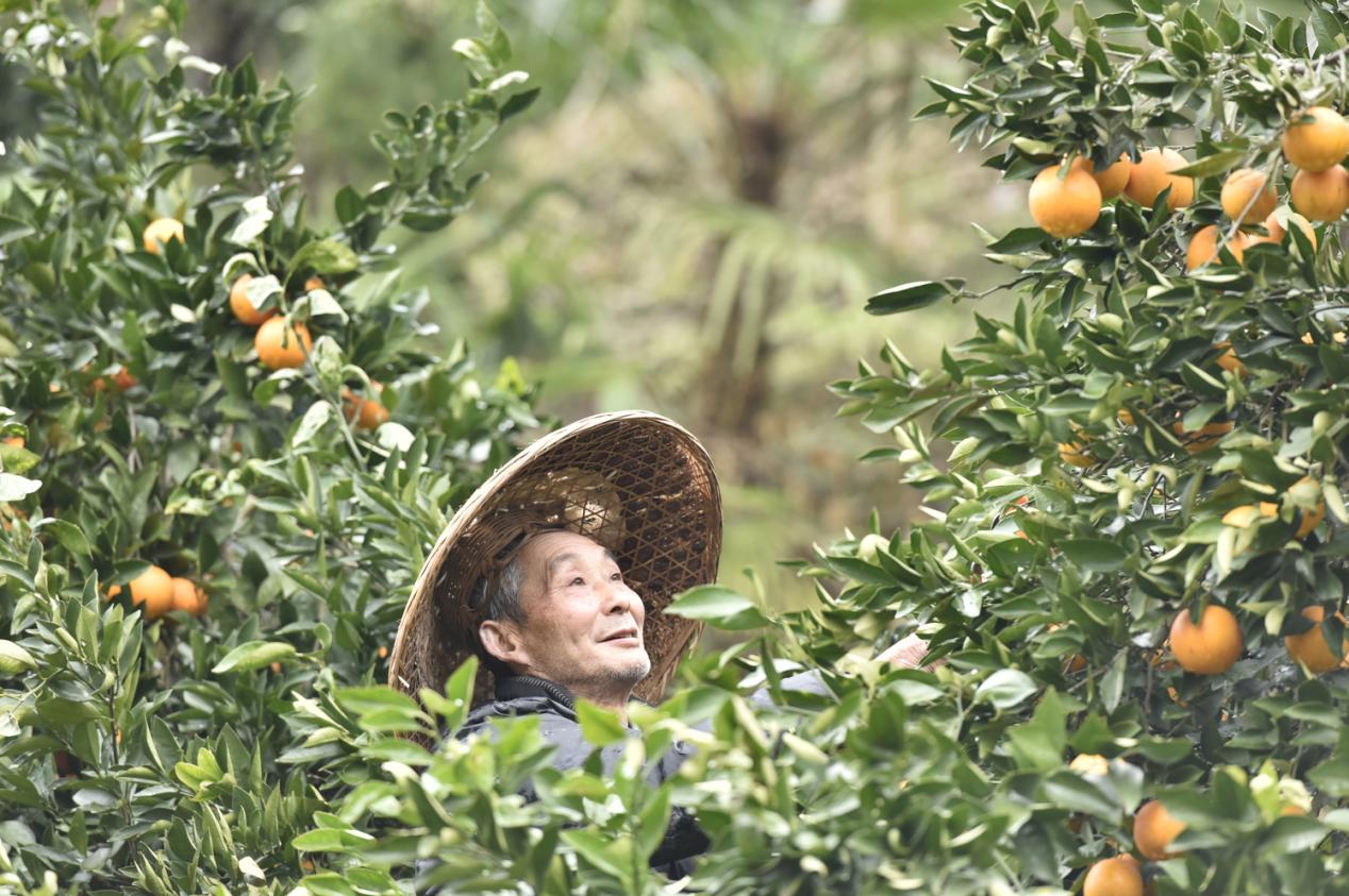 免狐扶贫项目上线，为麻阳甜橙解决销路难题