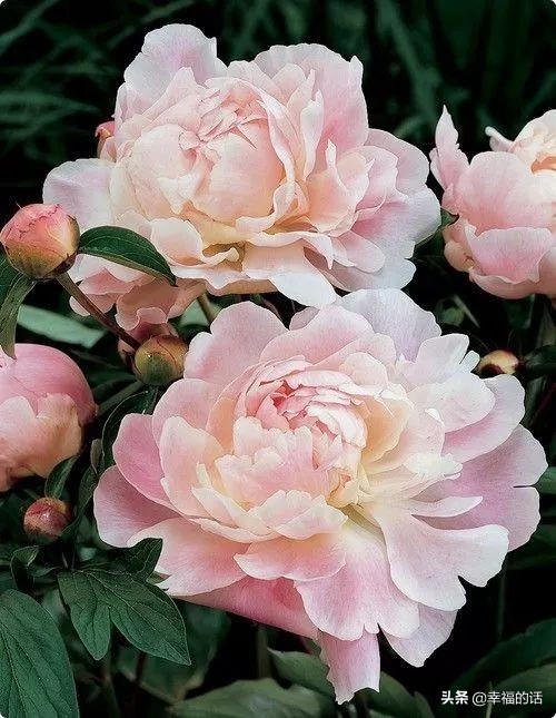 中国十大名花图片及花语,山茶花是中国十大名花吗