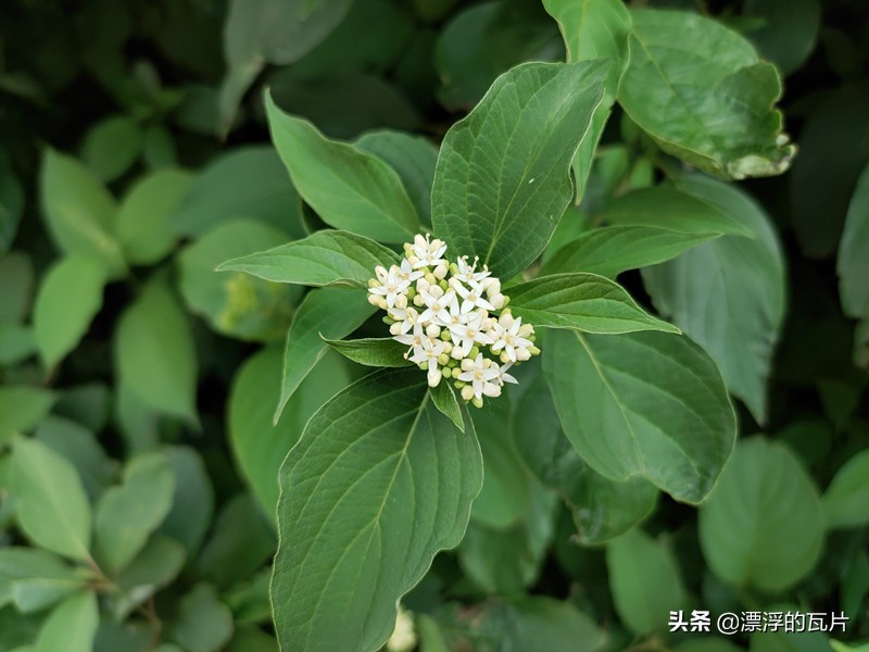 魅族17pro和oppofindx2pro,魅族17pro对比oppofindx2pro