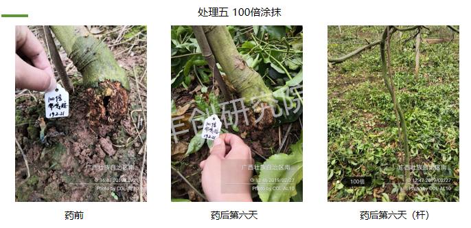 百香果苗黄化枯萎的原因,百香果苗为什么前段干枯