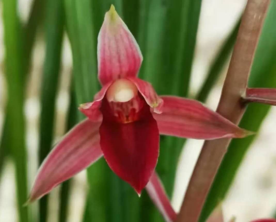 秋芝兰花为什么这么贵,秋芝究竟是什么样的兰花