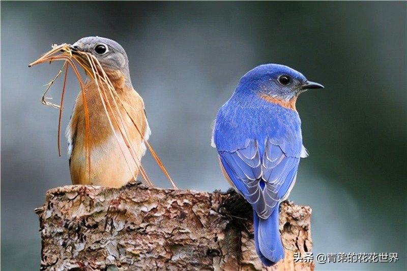 笼养鸟没精神怎么办,笼养鸟眼睑肿怎么治疗