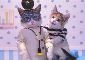 冬天猫咪会发情吗？如果发情要怎么护理呢？铲屎官学习一下吧！