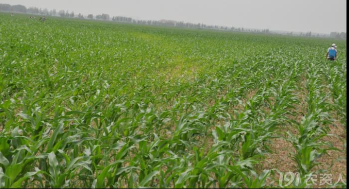 河南适合种植高产玉米,玉米高产高效种植技术