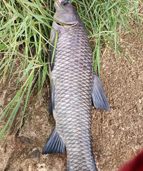 野钓小鱼太多怎么避开小鱼钓大鱼,野钓钓小鱼的技巧和方法