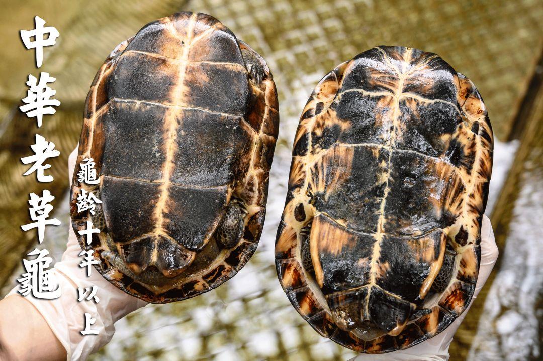 龟界百事通做的龟苓膏，煲前还要先玩火