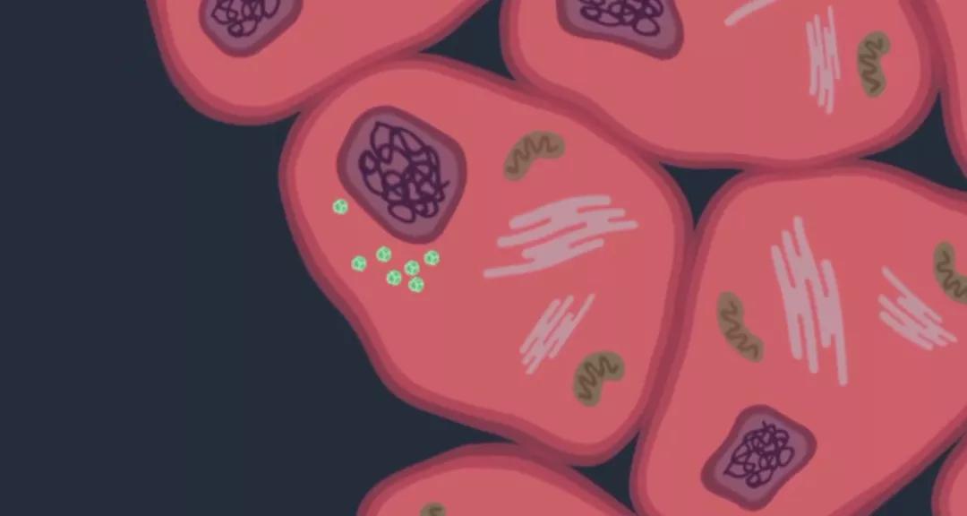 女性做两癌筛查前可以吃饭喝水吗,女性绝经后有必要做两癌筛查吗