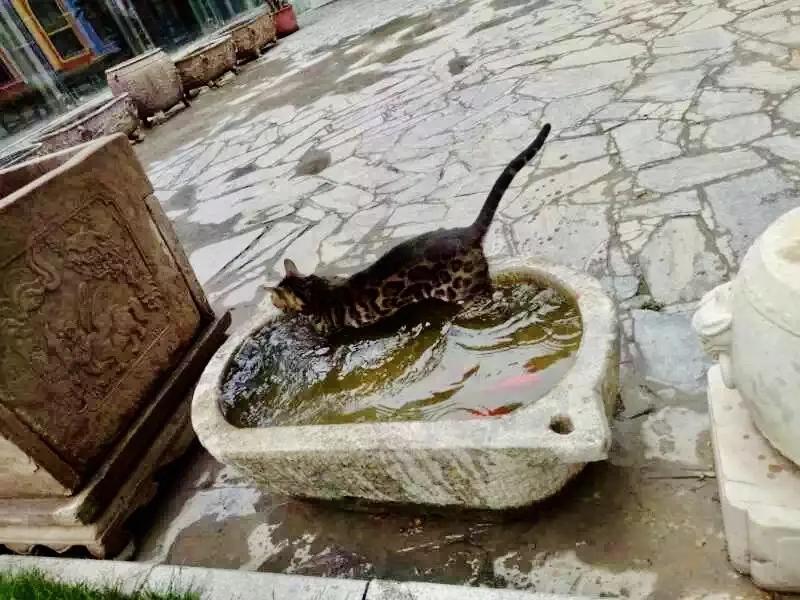 观复猫身份,观复猫近期咋样