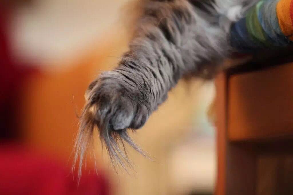 给猫咪剪脚毛有好处吗,正确给猫咪剪脚毛的方法技巧图