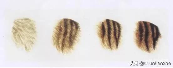 工笔老虎技法教学视频,工笔老虎胸毛的撕毛法