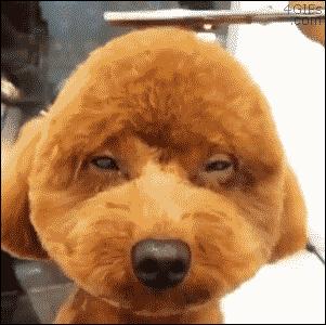 把狗毛都剃了狗会生气吗,把狗毛全部剃完跳蚤就没吗