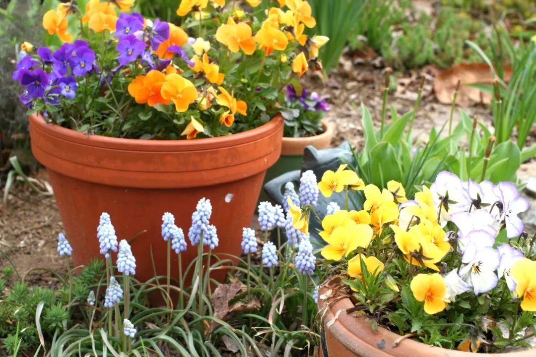 紫砂花盆为啥比红陶花盆还便宜啊,塑料盆什么材质好无毒