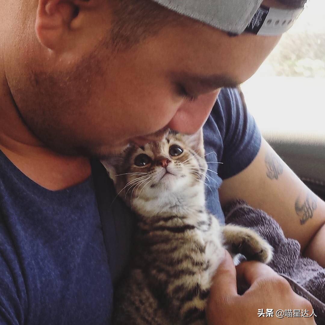 新手养猫的10个基本知识,养猫小知识第一次养猫该怎么做