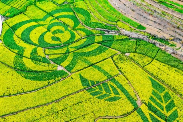 什么是云南品种,什么是云南的特色