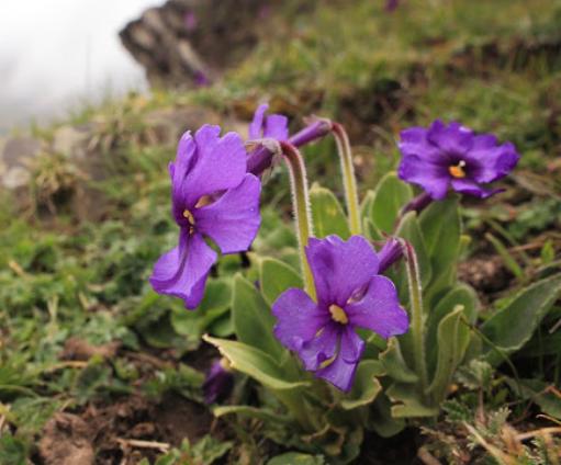 草甸报春花图片,高山草甸报春花图片