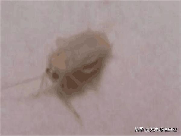 超市消杀四害的有效方法,深圳王氏四害消杀灭鼠杀虫