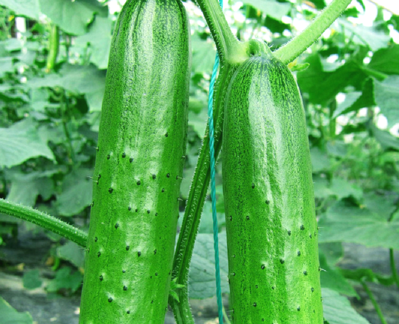 大通的特产有些什么,大通特色特产