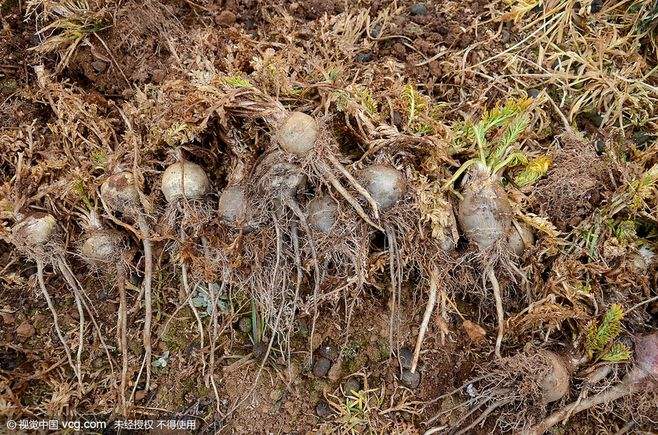 玛卡种植,玛卡种植全过程