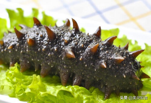 海参是滋阴还是补气的,海参养生常识有哪些