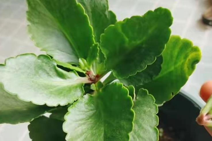 长寿花长高了怎么修剪,长寿花花苞如何长高