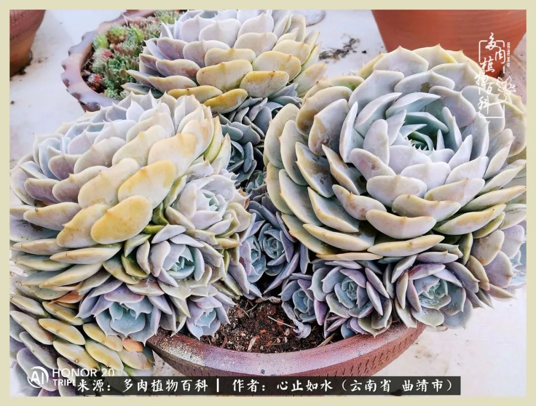 感谢陪伴感恩所有的遇见,让每个人都能感受到多肉的美好