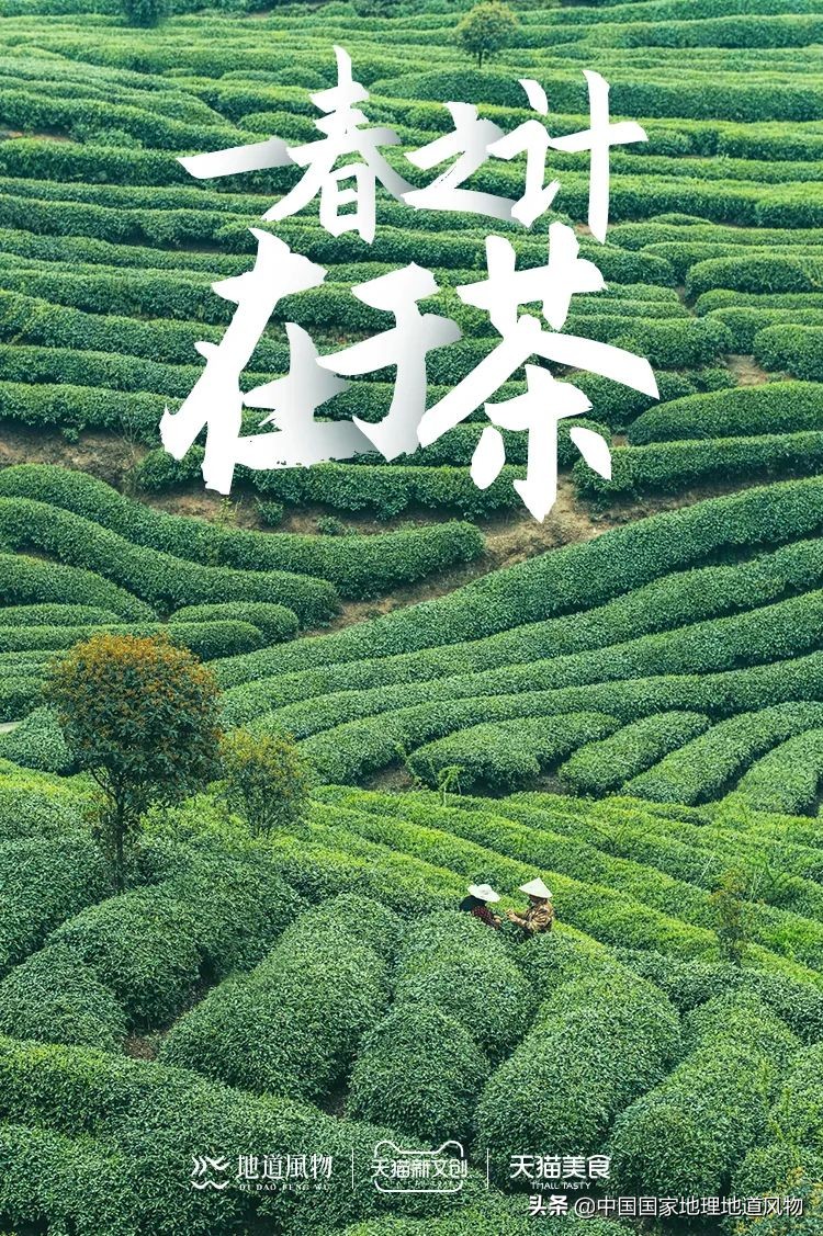 中国茶叶分布图,中国茶区详细分布图