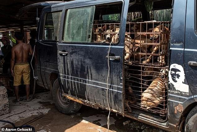 柬埔寨狗,柬埔寨狗场