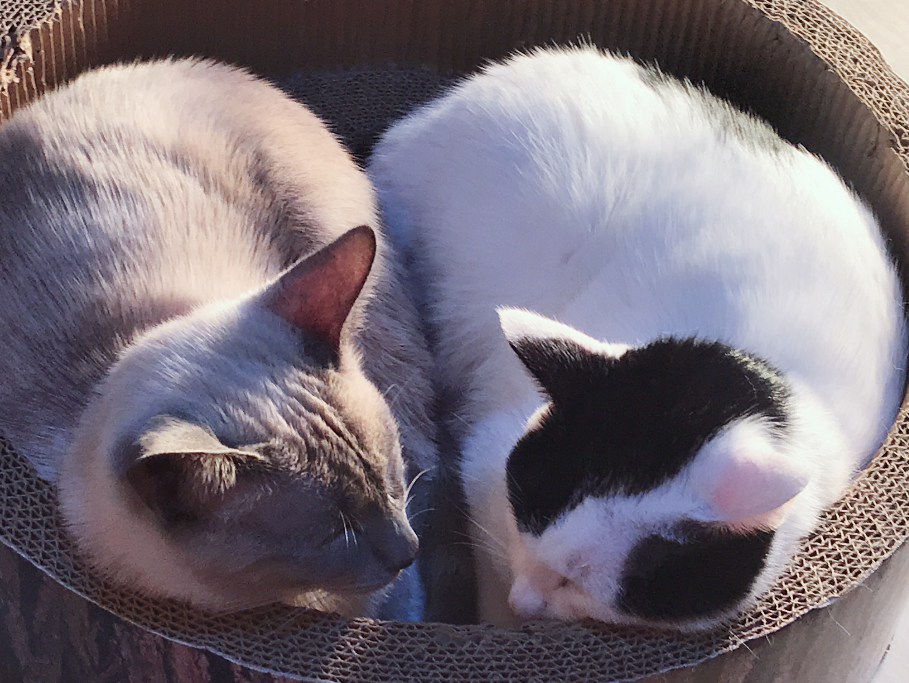 资深猫奴注意事项,猫奴都应该做什么