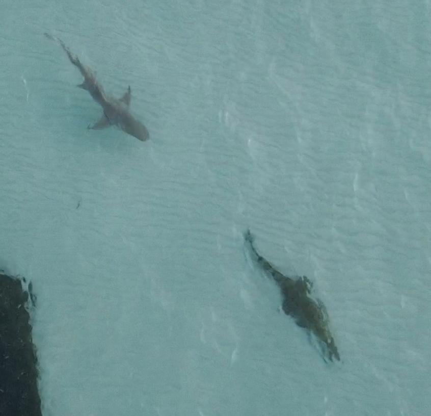 虎鲨捕食鳄鱼,鳄鱼被猎豹抓住