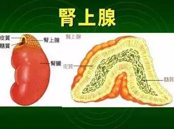 肾上腺瘤需要做增强ct吗,体检查出肾上腺瘤怎么办