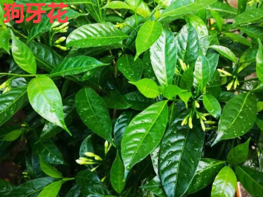 教你如何避开假货买到真品,一张图告诉你怎样分辨假货