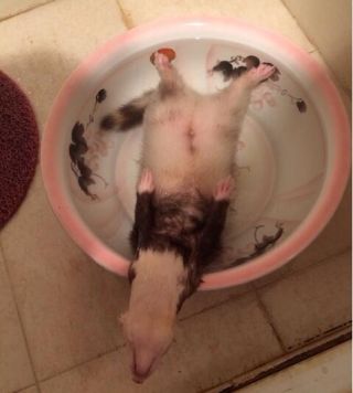 宠物貂新手避雷,宠物貂新手指南