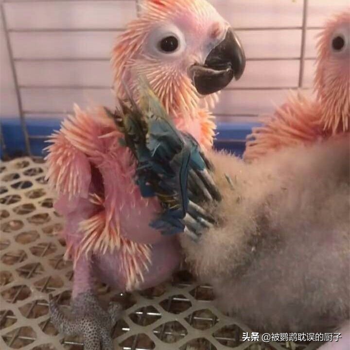 金刚鹦鹉种蛋可孵化,金刚鹦鹉蛋孵化