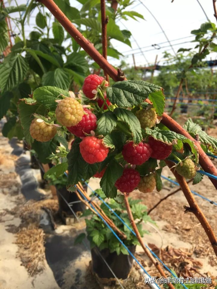 十大在家最挣钱的工作,去做什么工作才是最赚钱的