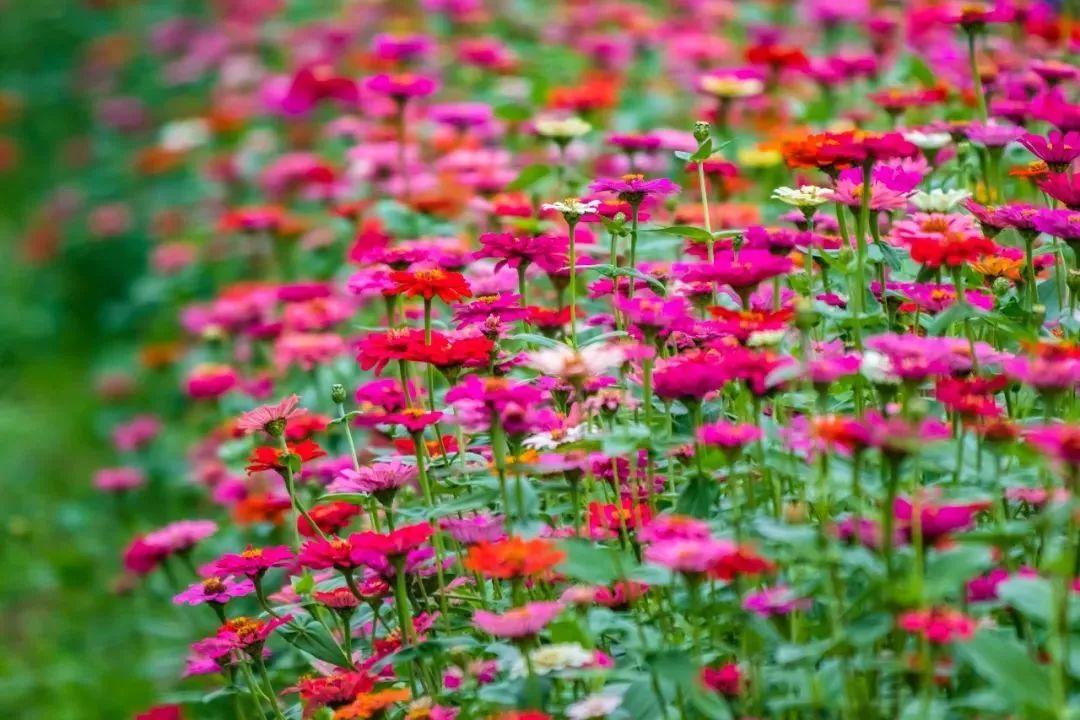 “论斤卖”的10种花卉种子，花海都种它，“靠天吃饭”就能活
