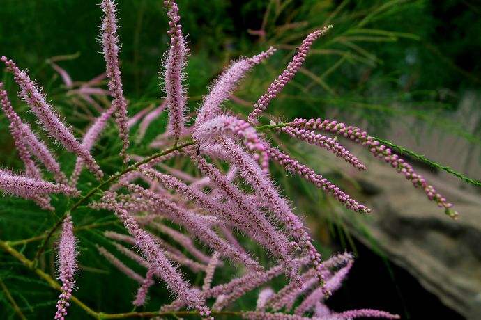 柽柳的功效主治什么病,柽柳的功效主治