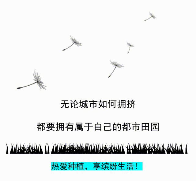 橄榄树盆栽哪个品种好,橄榄树什么时候栽最好