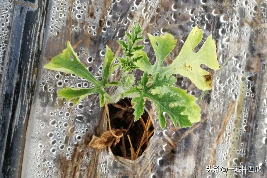 西瓜僵苗可以用赤霉酸吗,阳台西瓜苗僵苗解决办法