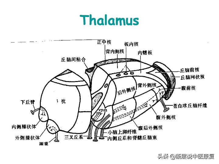 中枢神经系统断层解剖讲解,中枢神经3d解剖动画