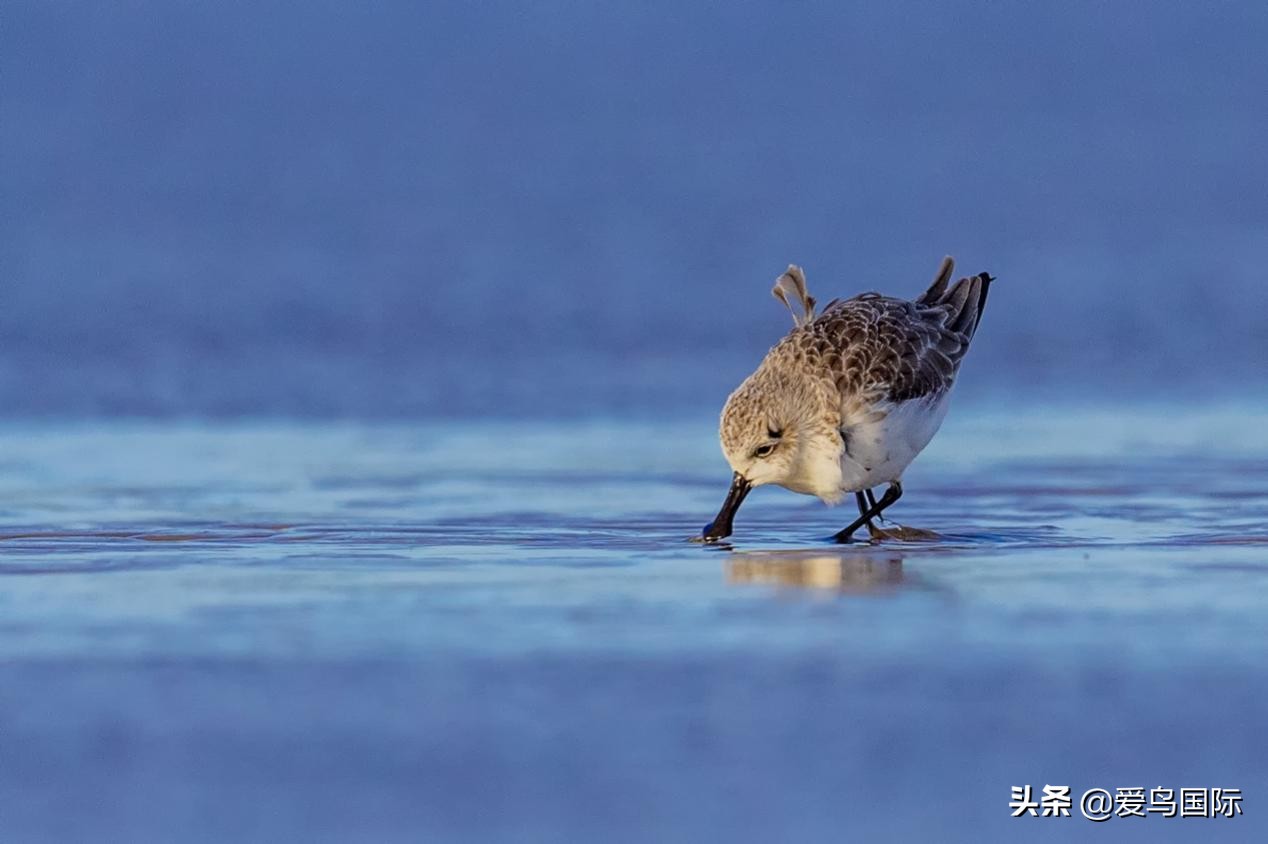 勺嘴鹬自带饭勺的小萌物,自带饭勺的勺嘴鹬