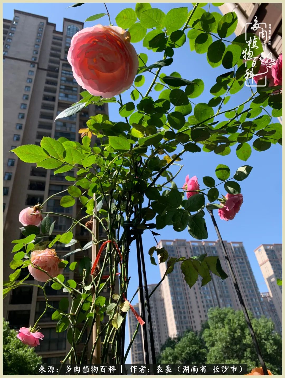 栽花种草的岁月，万物生长之阴晴圆缺