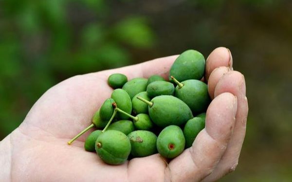 恐龙蛋李子怎样种植,恐龙蛋李子的种植前景
